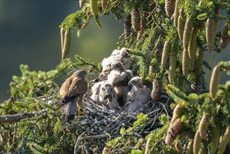 Common kestrel (Falco tinnunculus), male adult bird feeding young birds not yet able to fly in the