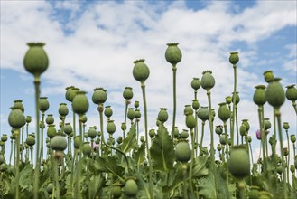 Opium poppy (Papaver somniferum), opium poppy field, Erlenbach, near Heilbronn, Baden-Württemberg,