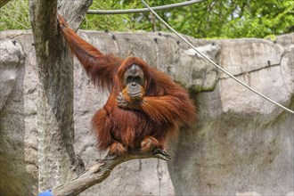 Captive Orangutan sitting on tree branch in Audubon Zoo, New Orleans, Louisiana