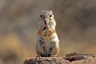 Antelope gopher, (Ammospermophilus harrisii), adult, on tree, foraging, Sonoran Desert, Arizona,