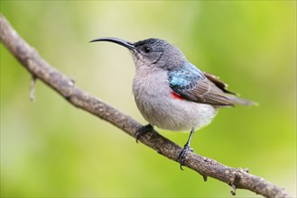 Double-banded Sunbird, Sunbirds, (Cinnyris afer), Garden Route National Park, Wil, Wilderness,