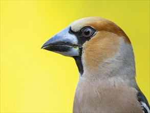 A hawfinch (Coccothraustes coccothraustes), Tiszaalp-r, Kiskuns-gi National Park, B-cs-Kiskun,