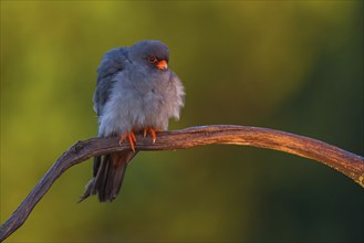 Red-footed Falcon, (Falco vespertinu), perching station, falcon family, Tower Hide, Tiszaalpar,