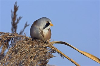 Bearded reedling (Panurus biarmicus), Offstein sewage ponds, Rhineland-Palatinate, Federal Republic