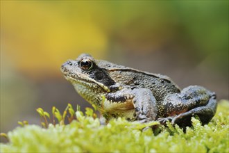 Common frog (Rana temporaria), North Rhine-Westphalia, Germany, Europe