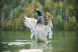 Wild duck (Anas platyrhynchos) male shaking its wings in the water, lake, Bavaria, Germany, Europe