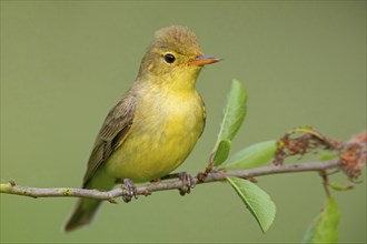 Icterine warbler (Hippolais icterina), Hypolaïs ictérine, Zarcero Icterino, Worms,