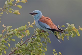 European roller (Coracias garrulus), on perch, Black Sea coast, Bulgaria, Europe