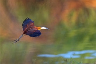 Blue-fronted Jacanas, (Actophilornis africana), Actophilornis africanus