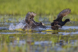 Eurasian Coot, Coot, Coot Rail, Black Coot, (Fulica atra), Two fighting coots, Hides de El Taray /