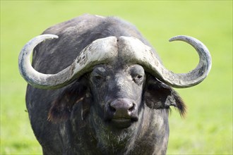 Africa, Tanzania, Portrait, Buffalo, (Buffalo buffalo), Mammal, Tanzania, Africa