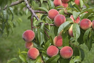 Peaches (Prunus persica 'Sun Haven'), Bundessorteamt, Marquardt testing centre, Brandenburg,