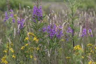 Willowherb (Epilobium angustifolium) and St John's Wort (Hypericum perforatum) between grasses by