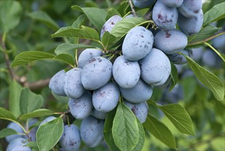 House plum (Prunus domestica 'Bühler Frühzwetsche'), Bundessortenamt, Marquardt testing centre,