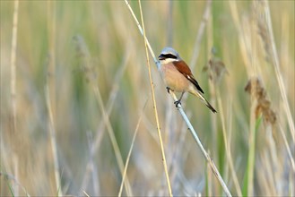 Red-backed shrike, red-backed shrike, thorn-backed shrike, family of shrikes, (Lanius collurio),