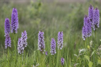 Southern marsh orchid (Dactylorhiza praetermissa), Emsland, Lower Saxony, Germany, Europe