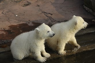 Polar bear (Ursus maritimus) cubs at the shore of a lake, captive