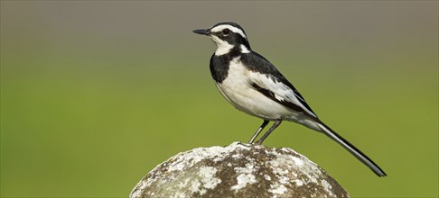 African Pied Wagtail, (Motacilla aguimp), Bergeronnette pie, Lavandera Africana, family of wagtails