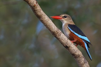 Grey-headed Kingfisher, Grey-headed Kingfisher, Tendaba camp Tendaba photo hid, Kwinella, South