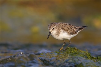 Little stint (Calidris minuta), Bécasseau minute, Correlimos Menudo, Kalloni Salt Pans, Lesvos,