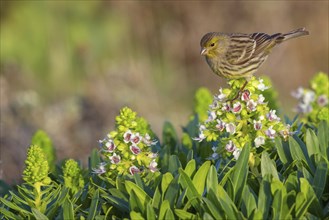 Atlantic canary (Serinus canaria), finch family, Lanzarote, Canary Islands, Spain, Europe