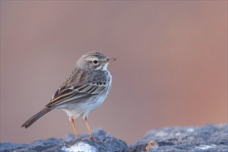 Canary Island pipit, (Anthus bertheloti) Songbird, family of stilts and pipits, Fuerteventura,