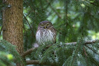 Pygmy Owl (Glaucidium passerinum) smallest owl native to Central Europe, daytime roost, foraging,