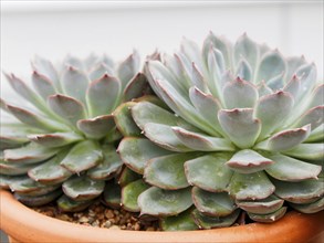 Beautiful succulent plant in greenhouse. Closeup, floral patterns, selective focus