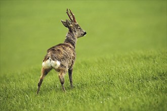 European roe deer (Capreolus capreolus) Buck with shaggy winter coat and long, almost swept horns