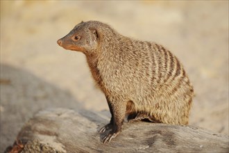 Banded mongoose (Mungos mungo), captive, occurrence in Africa