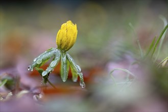 Winter aconite (Eranthis hyemalis) with raindrops, Austria, Upper Austria, Europe