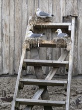 Black-legged kittiwake (Rissa tridactyla), breeding birds on nests, built on fishing harbour