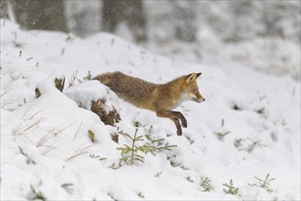 Red fox (Vulpes vulpes), jumping in a snowy forest, surrounded by white snow and sparse foliage,