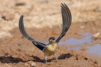 Red-rumped swallow (Hirundo daurica), Lesbos Island, Greece, Europsa, Europe