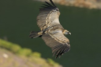 Griffon Vulture, Eurasian Griffon Vulture, Griffon Vulture, Eurasian Griffon, (Gyps fulvu), Vautour