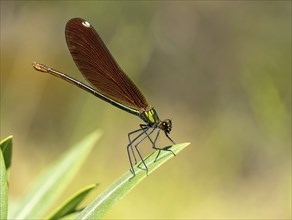 Dragonfly, Dragonfly, Dragonfly, Greece, Lesbos Island, (Crocothemis erythraea), Lesbos, Lesbos