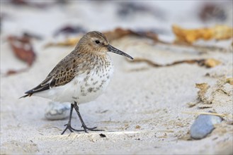 Animal, Animals, Bird, Birds, dunlin (Calidris alpina), Snipe bird, Heligoland, Schleswig-Holstein,