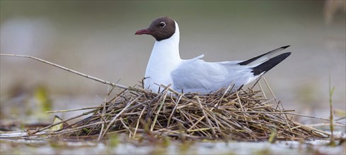 Black-headed gull (Larus ridibundus), breeding at the nest, Hides de El Taray / Floating Hid,