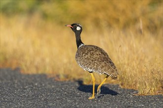 Black bustard (Afrotis afra), Afrotis atra, Eupodotis afra, Black Bustard, Southern Black Korhaan,