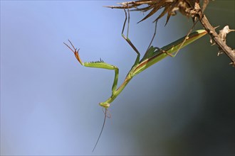 European mantis (Mantis religiosa), European Mantis, Kaiserstuhl, Baden-Württemberg, Germany,