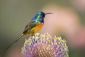 Orange-breasted sunbird (Anthobaphes violacea), Nectarinia violacea, Orange-breasted Sunbird,