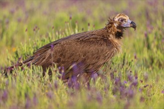 Monk Vulture, Monk Vulture, Black Vulture, (Cinereous Vulture), Aegypius monachus, Vautour moine,