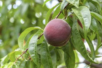 Peach (Prunus persica 'Royal Gem'), Baum- und Rebschule Schreiber KG, Poysdorf, Lower Austria,