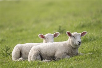 Lambs on the dyke, Hauke-Haien-Koog, North Frisia, Schleswig-Holstein, Germany, Europe