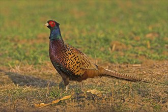 Pheasant (Phasianus colchicus), Faisan de Colchide, Faisan de chasse, Faisan Vulgar, Bad Dürkheim