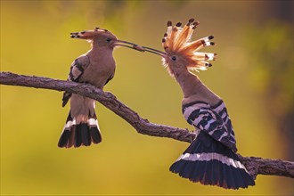 Hoopoe (Upupa epops) Bird of the Year 2022, courtship, mating, pair, male, female, with caterpillar