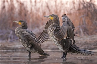 Great cormorant (Phalacrocorax carbo), winter with frost and ice, sunrise, drying its feathers,