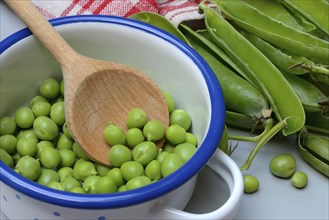 Fresh green peas in pot with wooden spoon, Pisum sativum