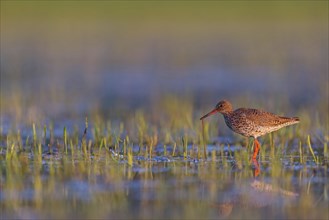 Common redshank (Tringa totanus), East Khawr / Khawr Ad Dahariz, Salalah, Dhofar, Oman, Asia