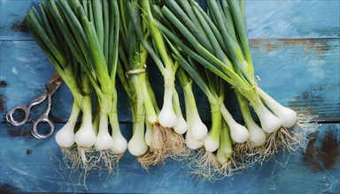 Vegetable, spring onion or spring onion, also known as winter onion, Allium fistulosum